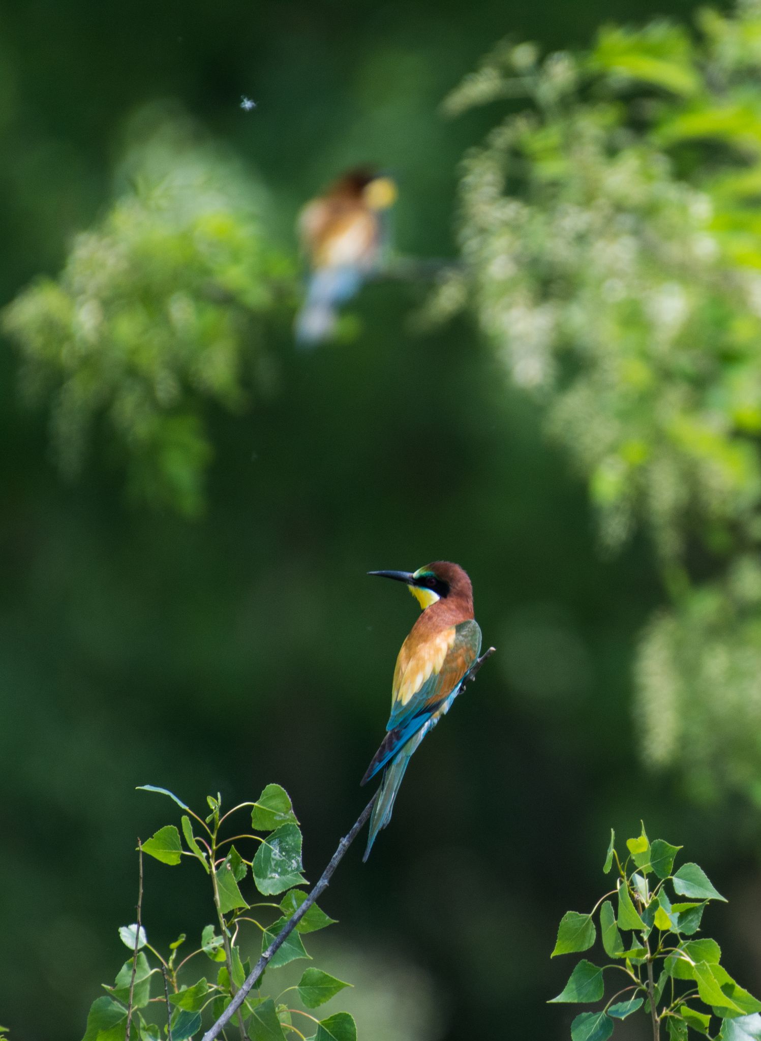 Bienenfresser (Merops apiaster)